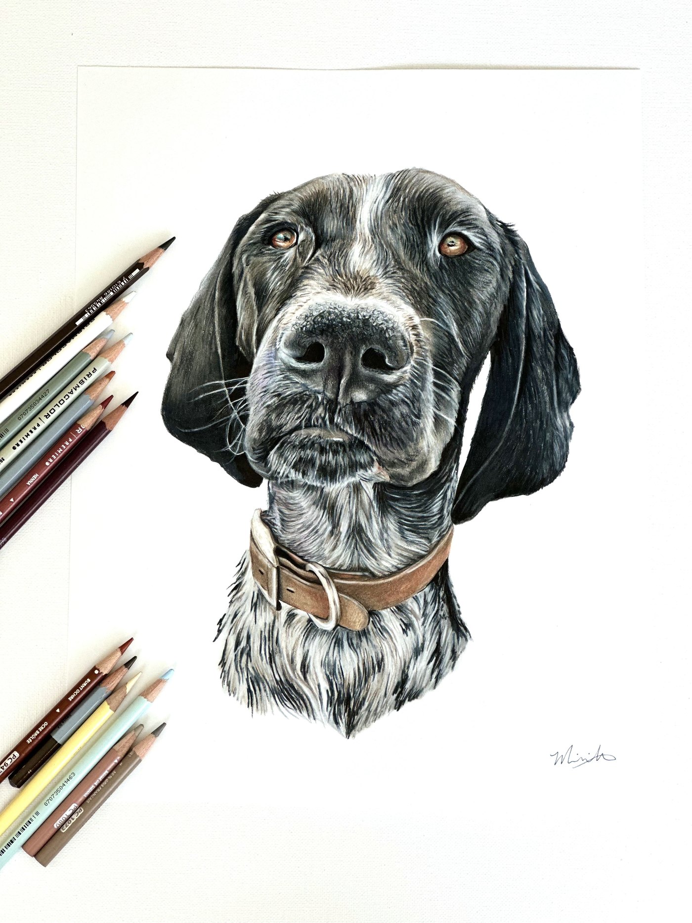 Colored pencil pet portrait of a pointer dog