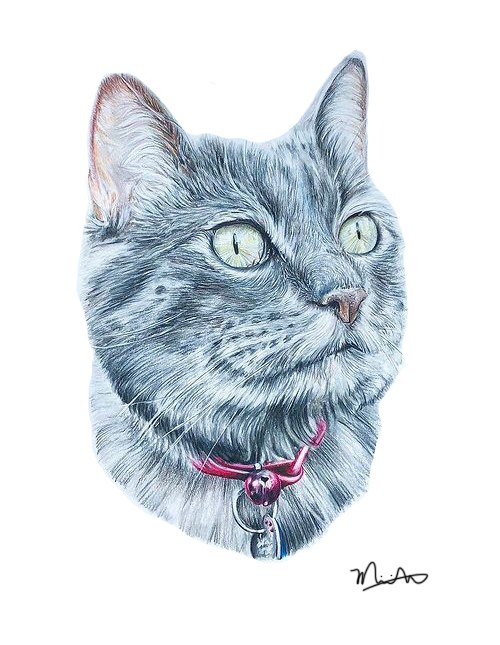 Gray tabby cat pet portrait drawing