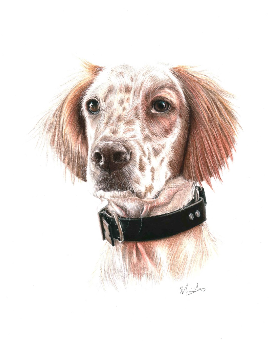 English Setter dog pet portrait drawing