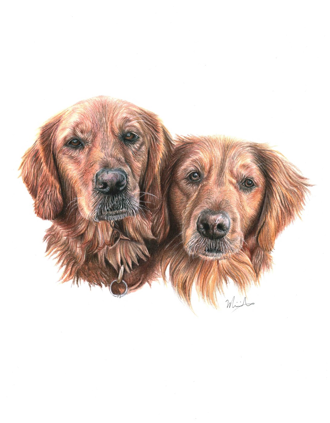Two Golden Retriever dogs pet portrait drawing