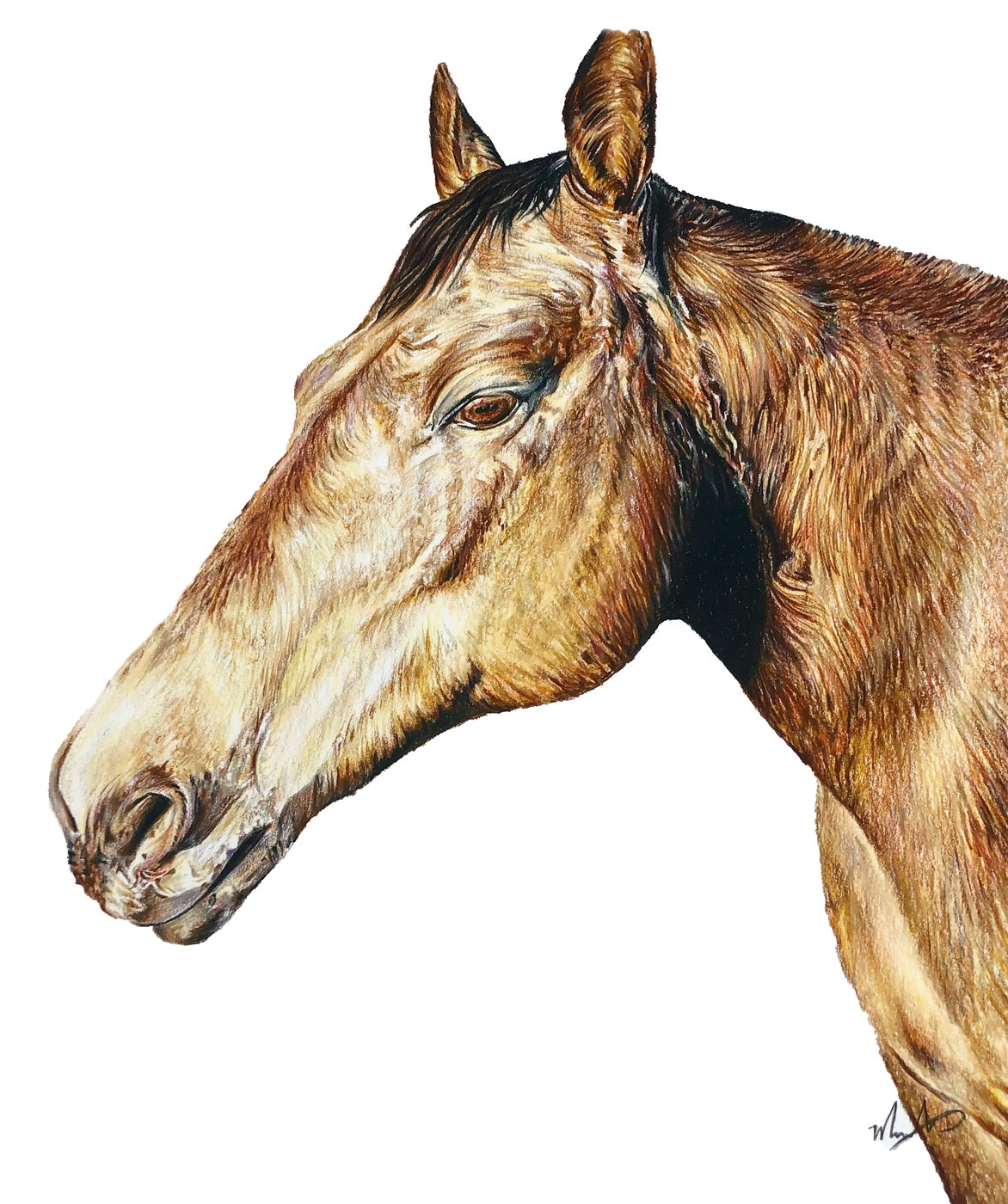 Buckskin horse head pet portrait drawing