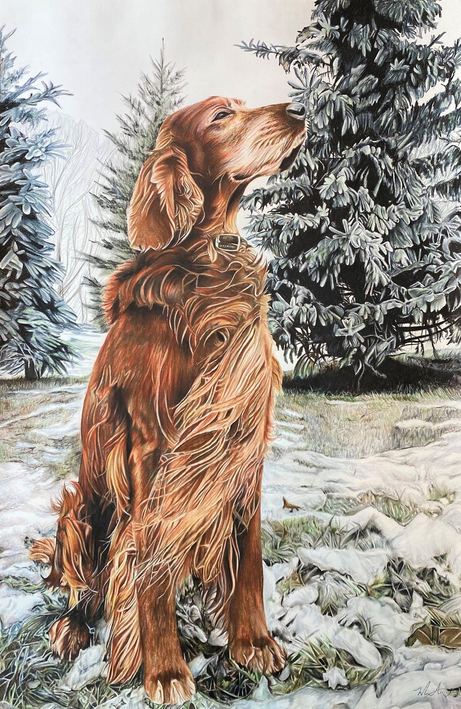 Irish Setter dog in the snow pet portrait drawing
