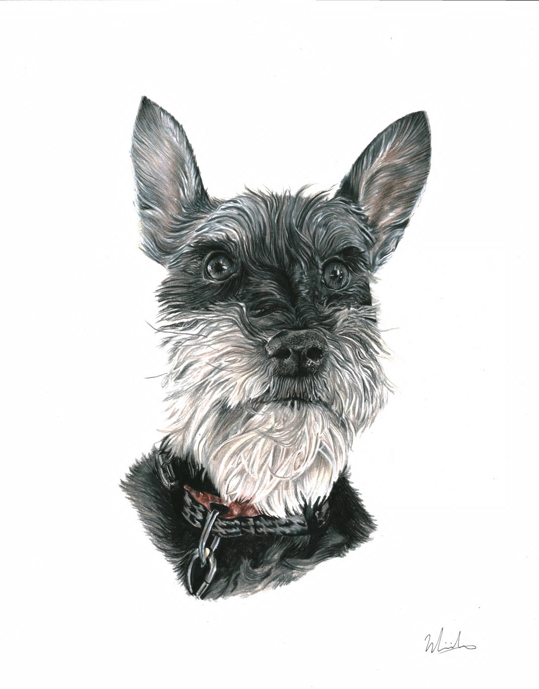 Shaggy black and white terrier pet portrait drawing