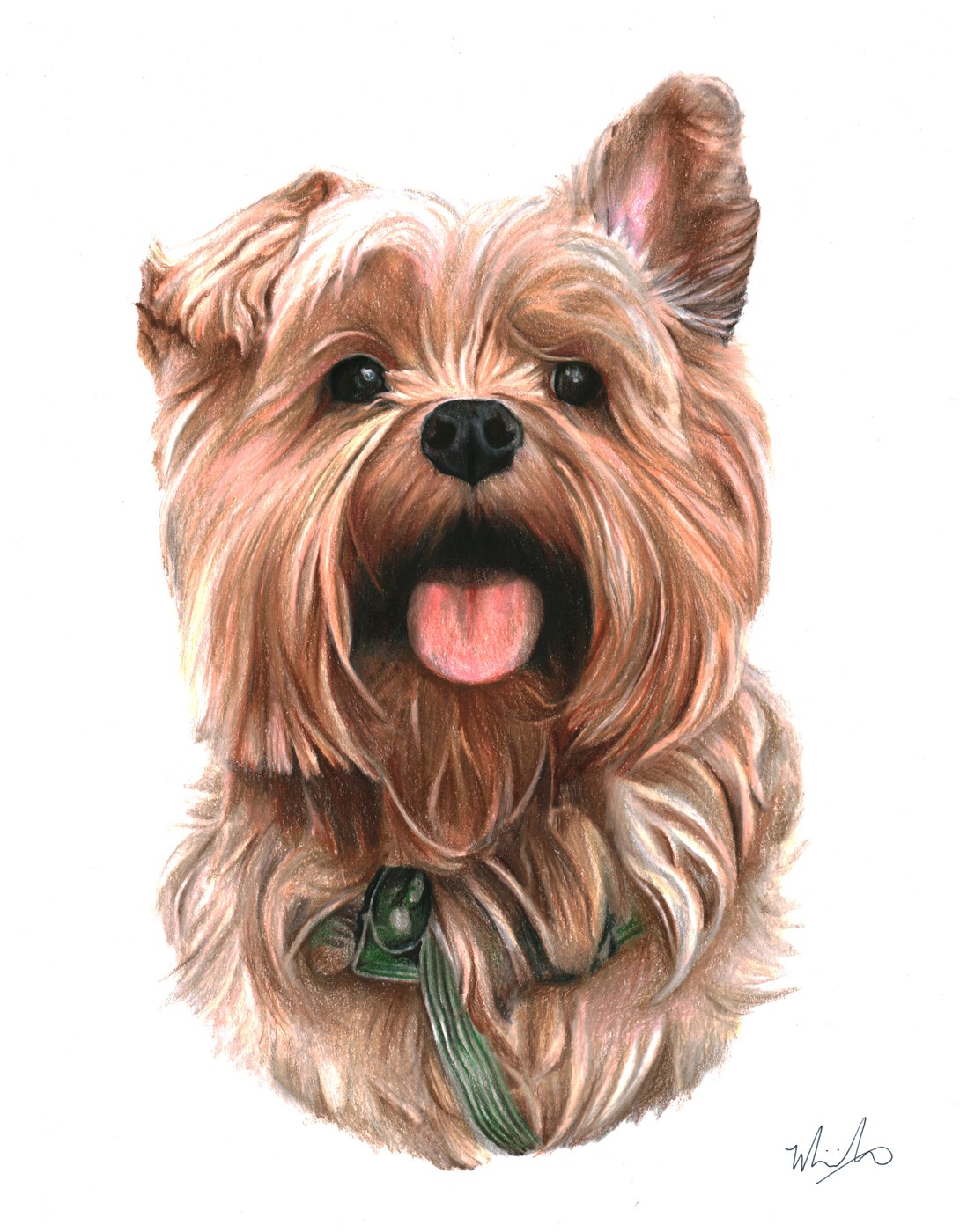 Yorkshire Terrier pet portrait drawing